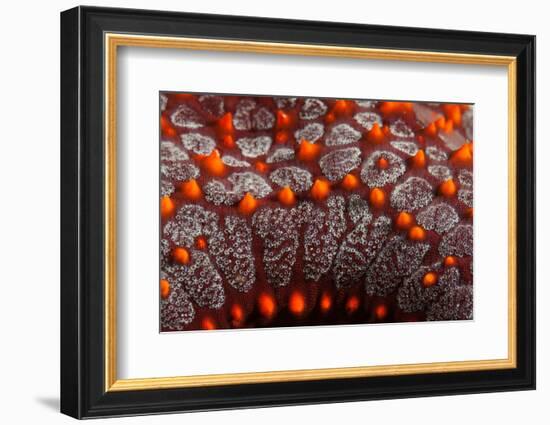 panamic cushion sea star detail, mexico, pacific ocean-claudio contreras-Framed Photographic Print