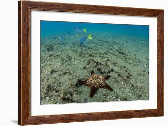 Panamic Cushion Star, Galapagos Islands, Ecuador-Pete Oxford-Framed Photographic Print