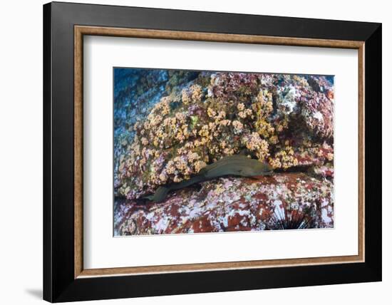 Panamic Green Moray Eel (Gymnothorax Castaneus)-Reinhard Dirscherl-Framed Photographic Print