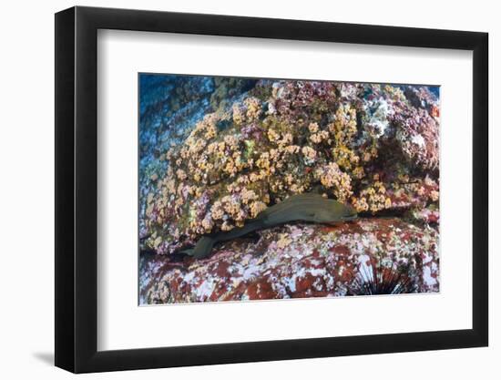 Panamic Green Moray Eel (Gymnothorax Castaneus)-Reinhard Dirscherl-Framed Photographic Print