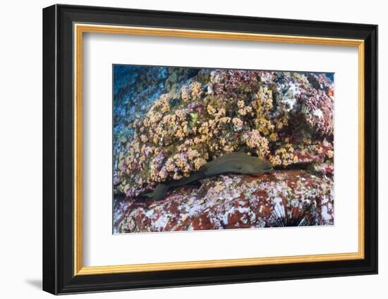 Panamic Green Moray Eel (Gymnothorax Castaneus)-Reinhard Dirscherl-Framed Photographic Print