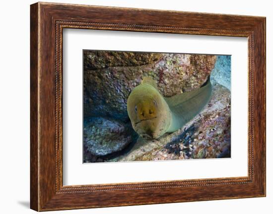 Panamic Green Moray Eel (Gymnothorax Castaneus)-Reinhard Dirscherl-Framed Photographic Print