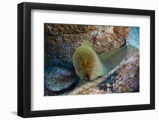 Panamic Green Moray Eel (Gymnothorax Castaneus)-Reinhard Dirscherl-Framed Photographic Print