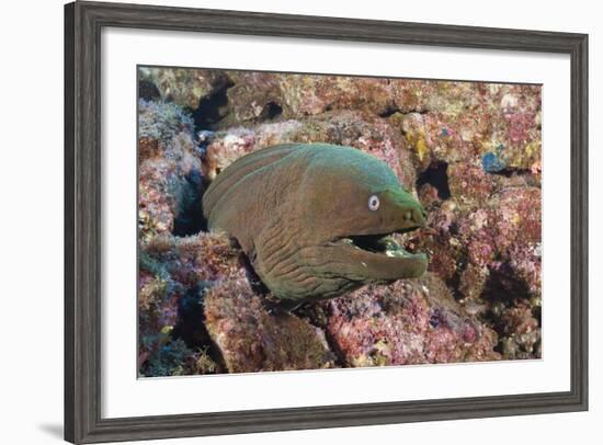 Panamic Green Moray Eel (Gymnothorax Castaneus)-Reinhard Dirscherl-Framed Photographic Print