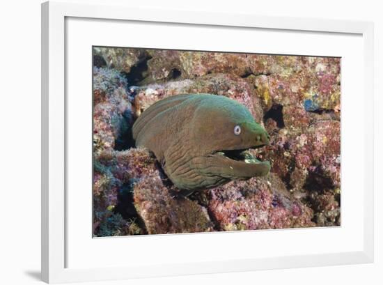 Panamic Green Moray Eel (Gymnothorax Castaneus)-Reinhard Dirscherl-Framed Photographic Print