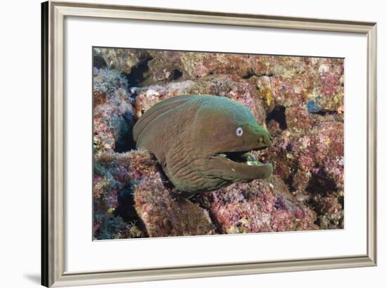 Panamic Green Moray Eel (Gymnothorax Castaneus)-Reinhard Dirscherl-Framed Photographic Print