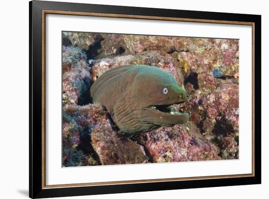 Panamic Green Moray Eel (Gymnothorax Castaneus)-Reinhard Dirscherl-Framed Photographic Print