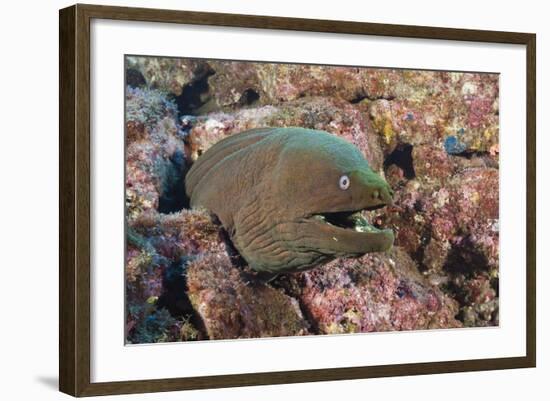 Panamic Green Moray Eel (Gymnothorax Castaneus)-Reinhard Dirscherl-Framed Photographic Print