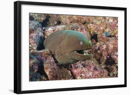 Panamic Green Moray Eel (Gymnothorax Castaneus)-Reinhard Dirscherl-Framed Photographic Print