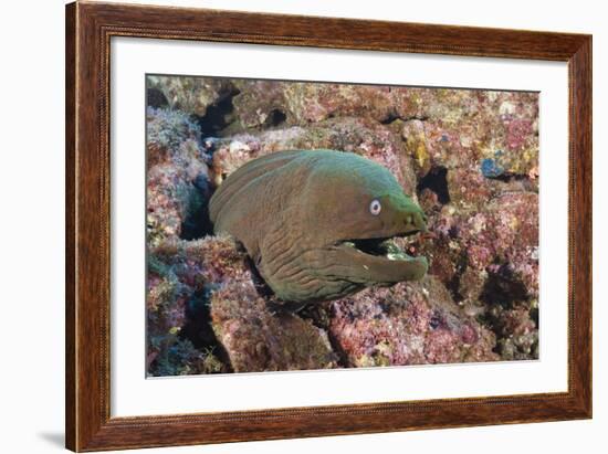 Panamic Green Moray Eel (Gymnothorax Castaneus)-Reinhard Dirscherl-Framed Photographic Print