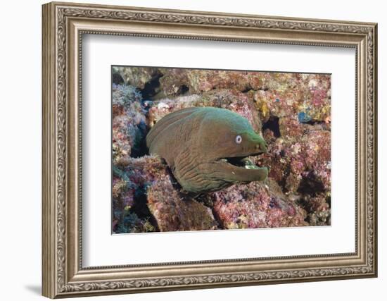 Panamic Green Moray Eel (Gymnothorax Castaneus)-Reinhard Dirscherl-Framed Photographic Print