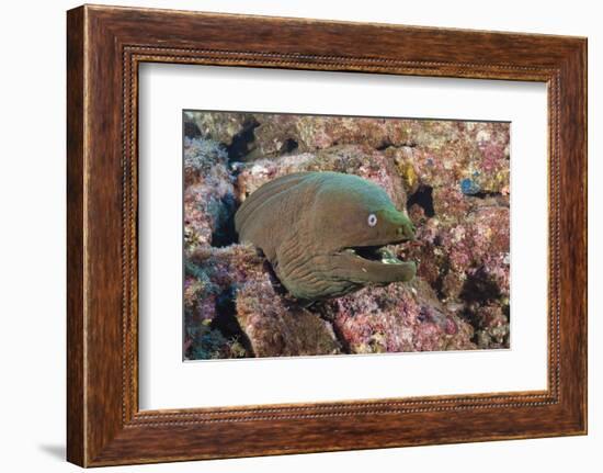 Panamic Green Moray Eel (Gymnothorax Castaneus)-Reinhard Dirscherl-Framed Photographic Print