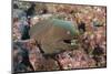 Panamic Green Moray Eel (Gymnothorax Castaneus)-Reinhard Dirscherl-Mounted Photographic Print