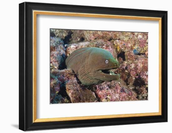 Panamic Green Moray Eel (Gymnothorax Castaneus)-Reinhard Dirscherl-Framed Photographic Print