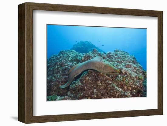 Panamic Green Moray Eel (Gymnothorax Castaneus)-Reinhard Dirscherl-Framed Photographic Print