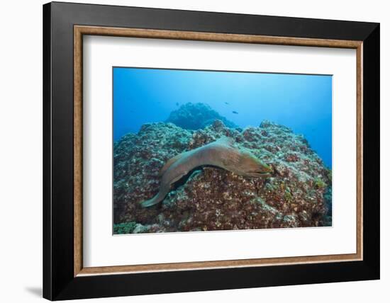 Panamic Green Moray Eel (Gymnothorax Castaneus)-Reinhard Dirscherl-Framed Photographic Print