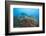 Panamic Green Moray Eel (Gymnothorax Castaneus)-Reinhard Dirscherl-Framed Photographic Print