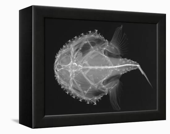 Pancake Batfish-Sandra J. Raredon-Framed Stretched Canvas