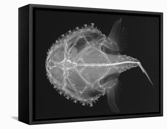 Pancake Batfish-Sandra J. Raredon-Framed Stretched Canvas