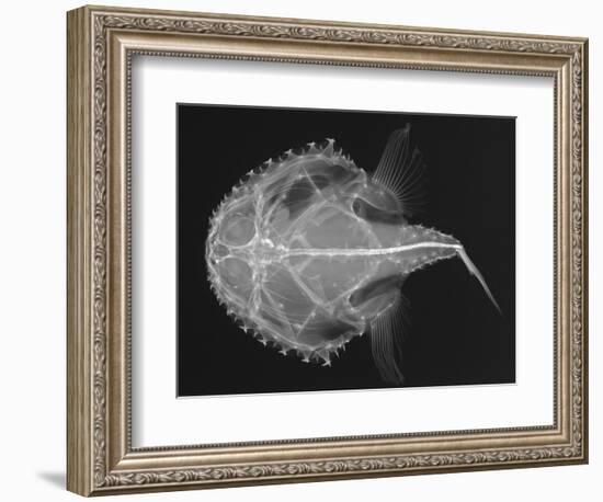 Pancake Batfish-Sandra J. Raredon-Framed Art Print