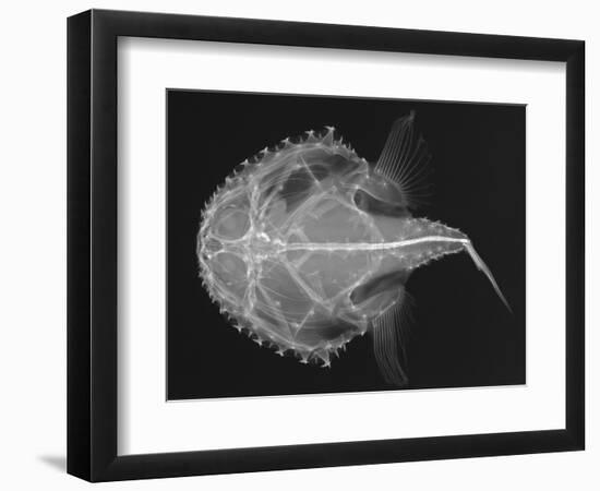 Pancake Batfish-Sandra J. Raredon-Framed Art Print