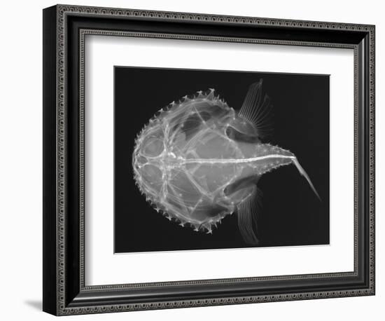 Pancake Batfish-Sandra J. Raredon-Framed Art Print