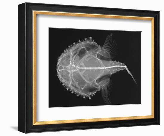 Pancake Batfish-Sandra J. Raredon-Framed Art Print