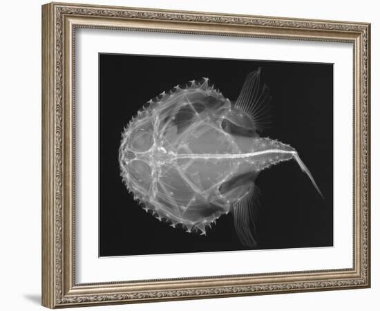 Pancake Batfish-Sandra J. Raredon-Framed Art Print