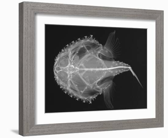 Pancake Batfish-Sandra J. Raredon-Framed Art Print