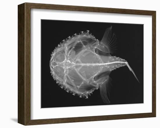 Pancake Batfish-Sandra J. Raredon-Framed Art Print