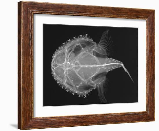 Pancake Batfish-Sandra J. Raredon-Framed Art Print