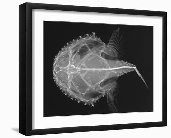 Pancake Batfish-Sandra J. Raredon-Framed Art Print