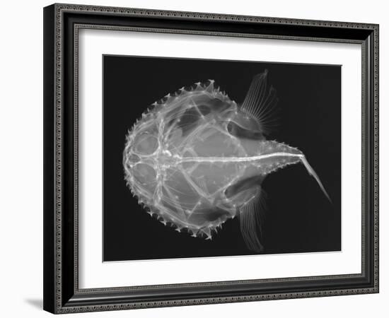 Pancake Batfish-Sandra J. Raredon-Framed Art Print