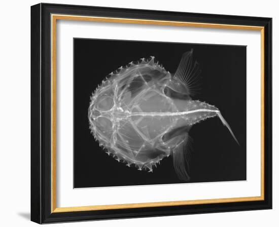 Pancake Batfish-Sandra J. Raredon-Framed Art Print