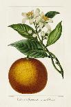 Antique Citrus Fruit I-Pancrace Bessa-Art Print