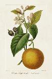 Antique Citrus Fruit III-Pancrace Bessa-Framed Art Print