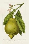 Antique Citrus Fruit III-Pancrace Bessa-Art Print