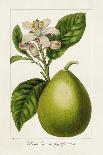 Antique Citrus Fruit IV-Pancrace Bessa-Art Print