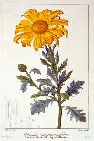 Sweet Orange: Citrus Sinensis Var. Bigaradia Violacea, 1836-Pancrace Bessa-Giclee Print