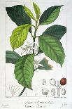 Antique Citrus Fruit III-Pancrace Bessa-Framed Art Print