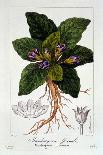 Calenudla Officinalis, or Pot Marigold, 1836-Pancrace Bessa-Giclee Print
