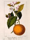 Antique Citrus Fruit III-Pancrace Bessa-Art Print