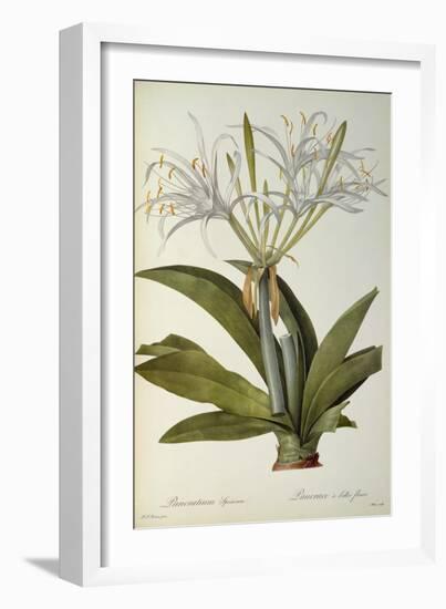 Pancratium Speciosum, from 'Les Liliacees', 1806-Pierre Joseph Redoute-Framed Giclee Print