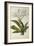 Pancratium Speciosum, from 'Les Liliacees', 1806-Pierre Joseph Redoute-Framed Giclee Print