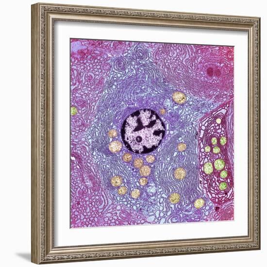 Pancreas Cell, TEM-Steve Gschmeissner-Framed Premium Photographic Print