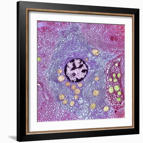 Pancreas Cell, TEM-Steve Gschmeissner-Framed Premium Photographic Print