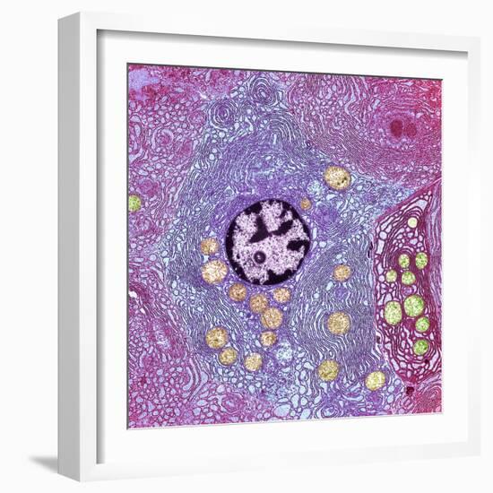 Pancreas Cell, TEM-Steve Gschmeissner-Framed Premium Photographic Print