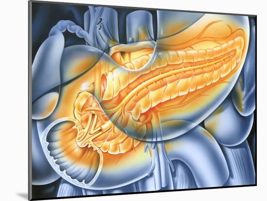 Pancreas-John Bavosi-Mounted Photographic Print