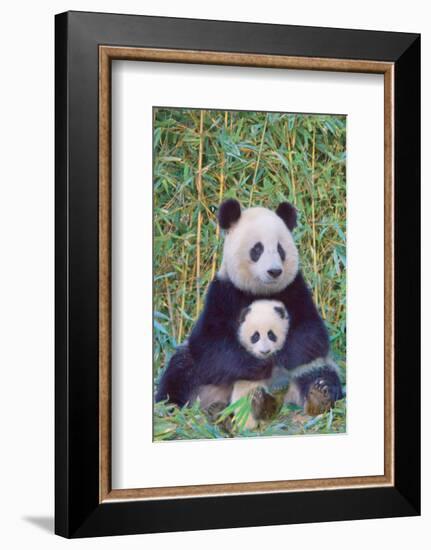 Panda And Baby-null-Framed Premium Giclee Print