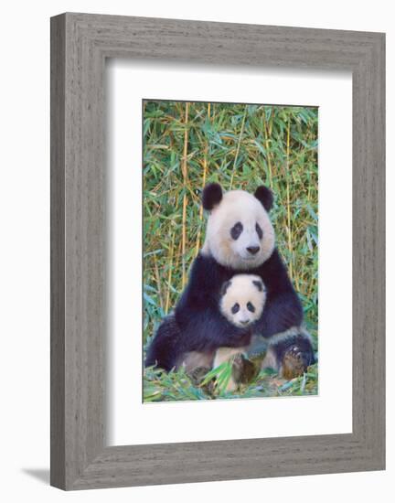 Panda And Baby-null-Framed Premium Giclee Print